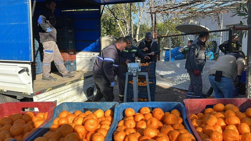 Coğrafi işaretli Bodrum Mandalini Türkiye'nin dört bir yanına ulaşıyor