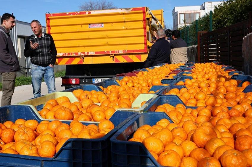 Coğrafi işaretli Bodrum Mandalini Türkiye'nin dört bir yanına ulaşıyor