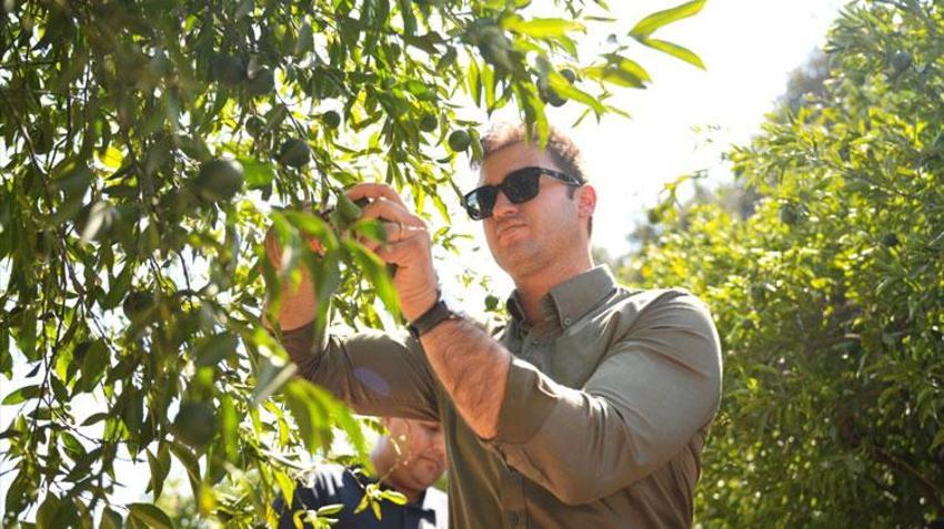 Coğrafi işaretli Bodrum Mandalini Türkiye'nin dört bir yanına ulaşıyor