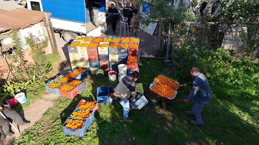 Coğrafi işaretli Bodrum Mandalini Türkiye'nin dört bir yanına ulaşıyor