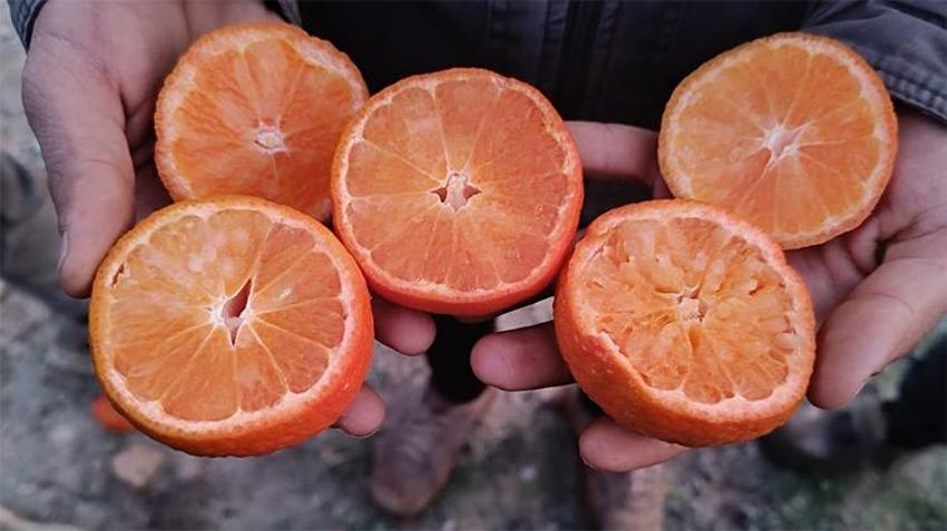 Türkiye'nin narenciye deposunu 'don' vurdu! Fiyatlar artacak, yüzde 30 zam yolda