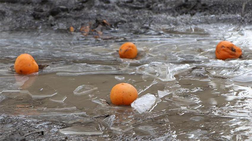 Türkiye'nin narenciye deposunu 'don' vurdu! Fiyatlar artacak, yüzde 30 zam yolda