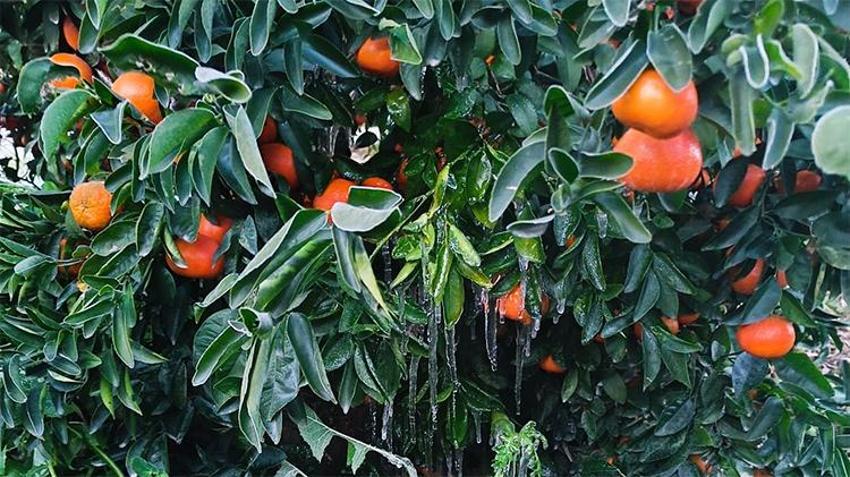 Türkiye'nin narenciye deposunu 'don' vurdu! Fiyatlar artacak, yüzde 30 zam yolda