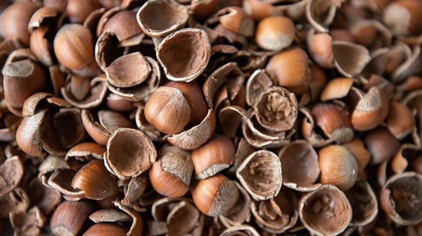 Sakarya'daki dev tesis resmen dolar üretiyor! 4 lira maliyetli ürün işlenerek 10 dolara satılıyor