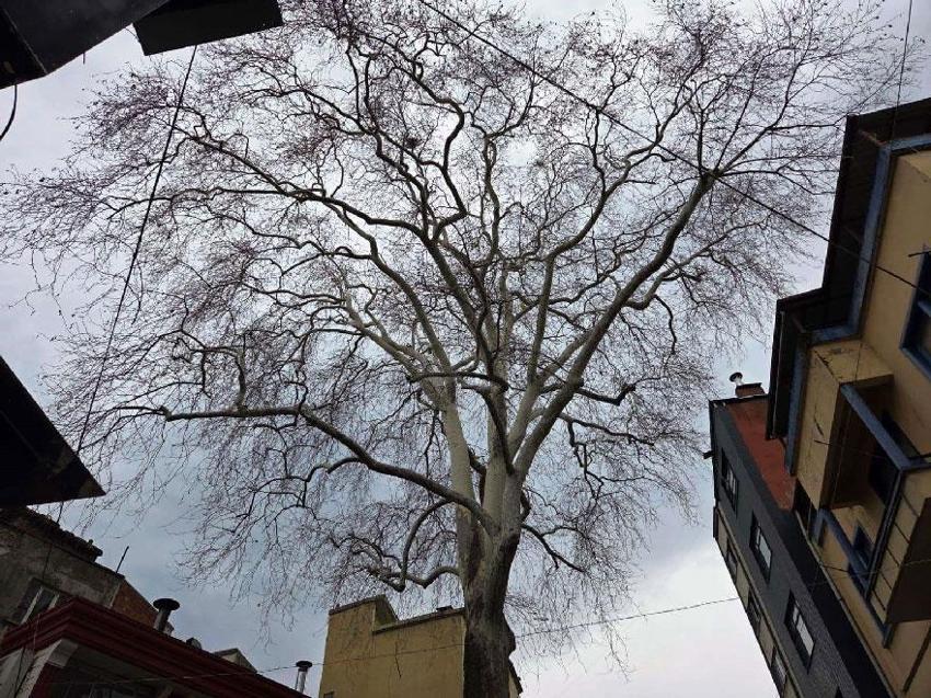 Samsun'da 160 yıldır tüm ihtişamıyla dimdik ayakta