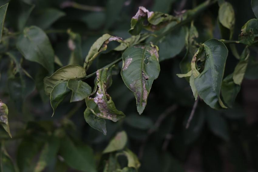 Adana'ya kabus gibi çöktü! 2 milyon TL yerine 50 bin liraya hallettiler
