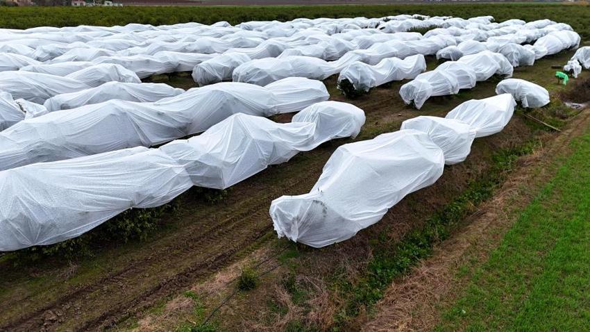 Adana'ya kabus gibi çöktü! 2 milyon TL yerine 50 bin liraya hallettiler