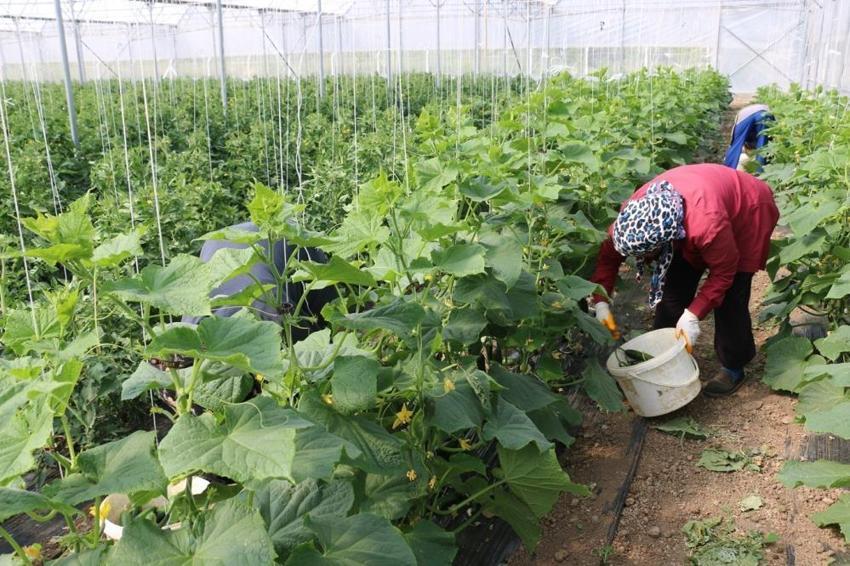 Erzincan'da kadın çiftçiler için yeni proje! Son gün 13 Şubat