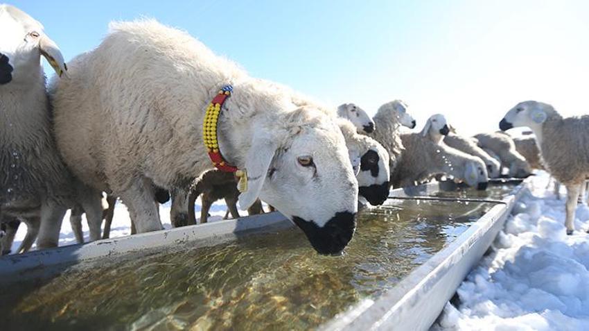 Karslı vatandaş 'başaramayacaksınız' diyenlere aldırış etmedi! Devlet desteğiyle sürü sahibi oldu kısa sürede 6 kat büyüttü
