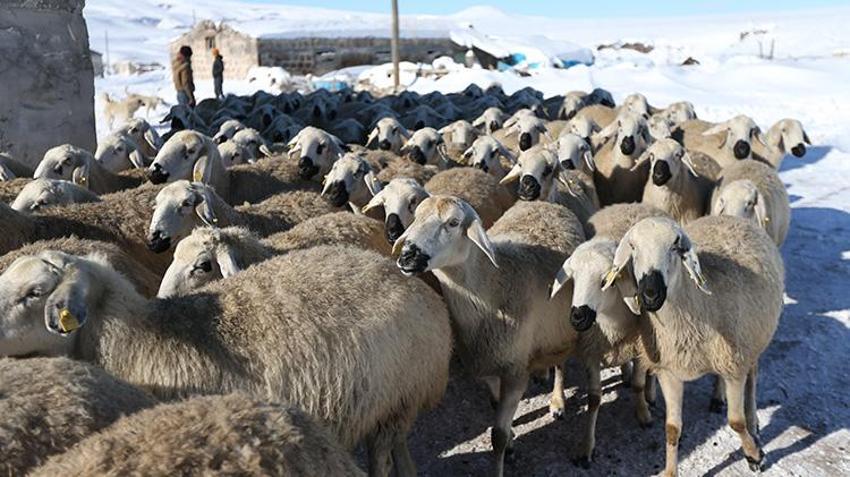 Karslı vatandaş 'başaramayacaksınız' diyenlere aldırış etmedi! Devlet desteğiyle sürü sahibi oldu kısa sürede 6 kat büyüttü