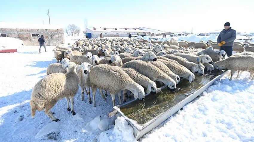 Karslı vatandaş 'başaramayacaksınız' diyenlere aldırış etmedi! Devlet desteğiyle sürü sahibi oldu kısa sürede 6 kat büyüttü