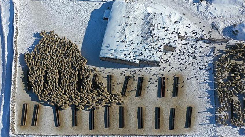 Karslı vatandaş 'başaramayacaksınız' diyenlere aldırış etmedi! Devlet desteğiyle sürü sahibi oldu kısa sürede 6 kat büyüttü