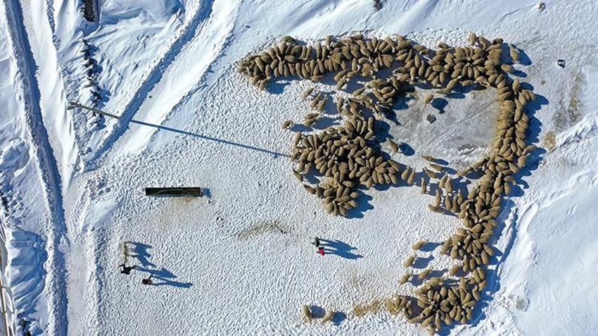 Karslı vatandaş 'başaramayacaksınız' diyenlere aldırış etmedi! Devlet desteğiyle sürü sahibi oldu kısa sürede 6 kat büyüttü