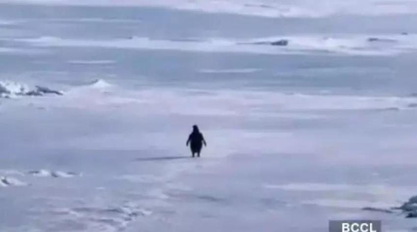 Nihilist Penguen olayı nedir, ne anlama geliyor? Nihilist penguenin hikayesi nedir?