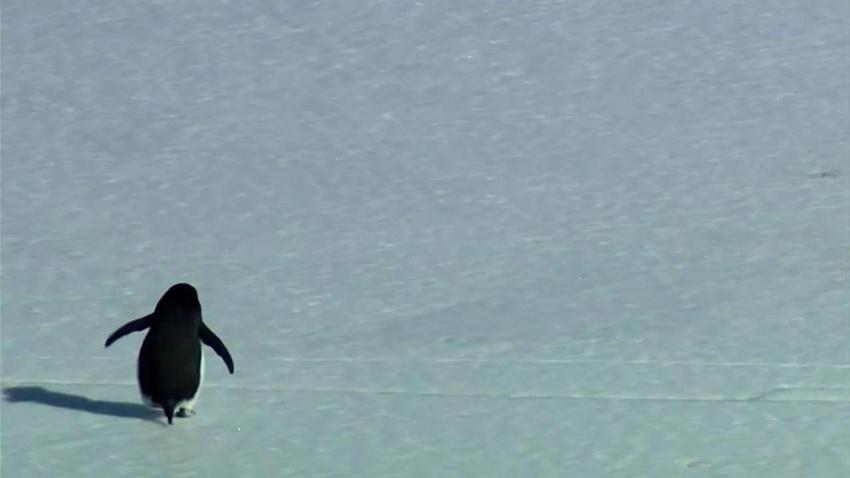Nihilist Penguen olayı nedir, ne anlama geliyor? Nihilist penguenin hikayesi nedir?