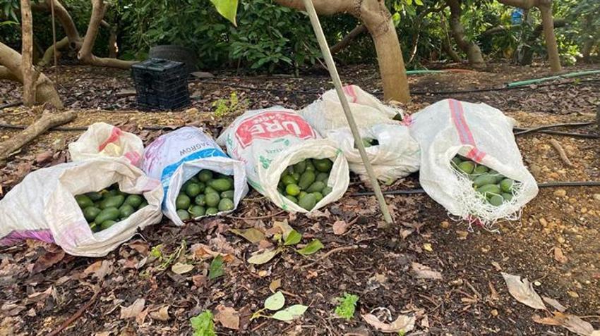 Alanya'da avokado operasyonu! Bahçedeki fener ışığını gören mülk sahibi jandarmaya haber verdi