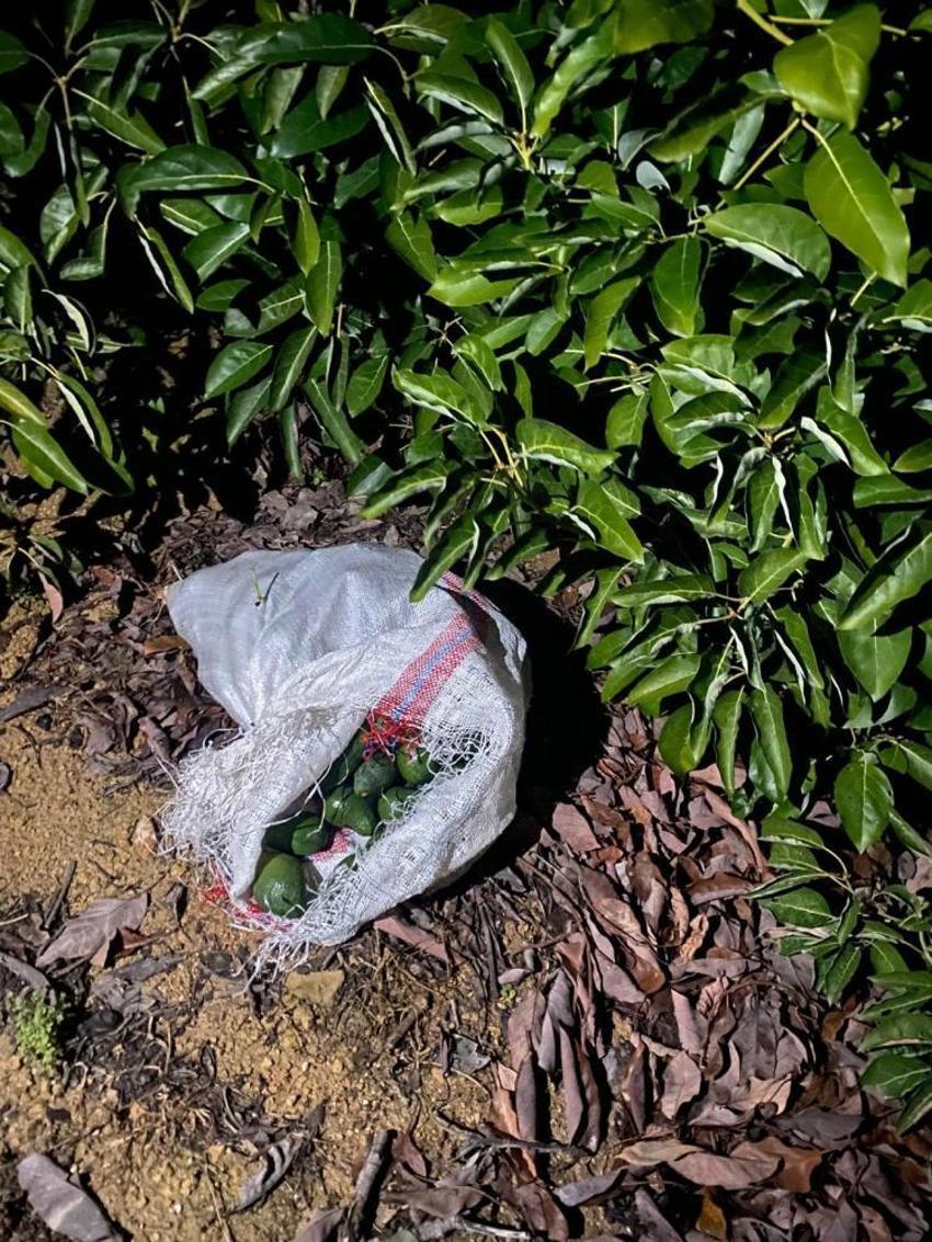 Alanya'da avokado operasyonu! Bahçedeki fener ışığını gören mülk sahibi jandarmaya haber verdi