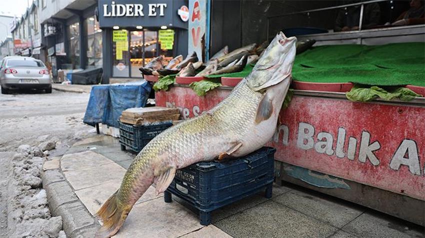 Denizi olmayan kentte yakalandı! Tam 78 kilo, iki kişi zor taşıdı