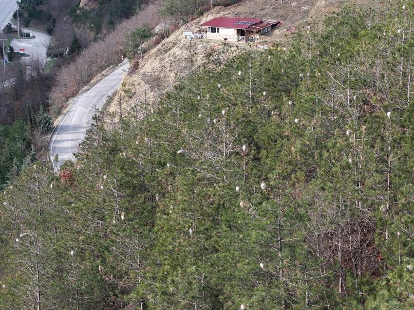 Samsun-Ankara yolunu istila ettiler! Görenler pamuk sanıyor, dokunan hastanelik oluyor