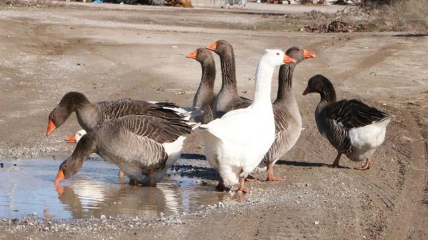 Bu köyde herkes aynı işi yapıyor! 3 asırdır vazgeçmiyorlar: Tanesi 2 bin TL’den kapış kapış gidiyor!