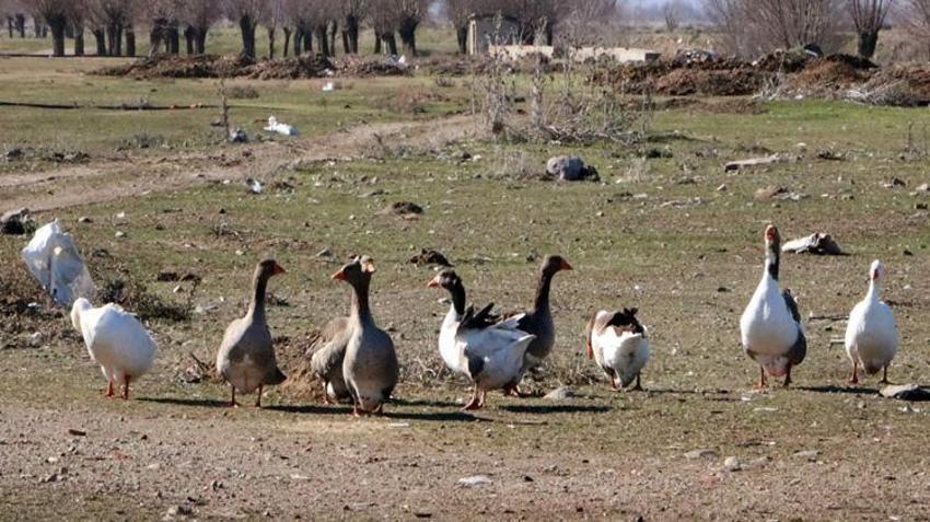 Bu köyde herkes aynı işi yapıyor! 3 asırdır vazgeçmiyorlar: Tanesi 2 bin TL’den kapış kapış gidiyor!