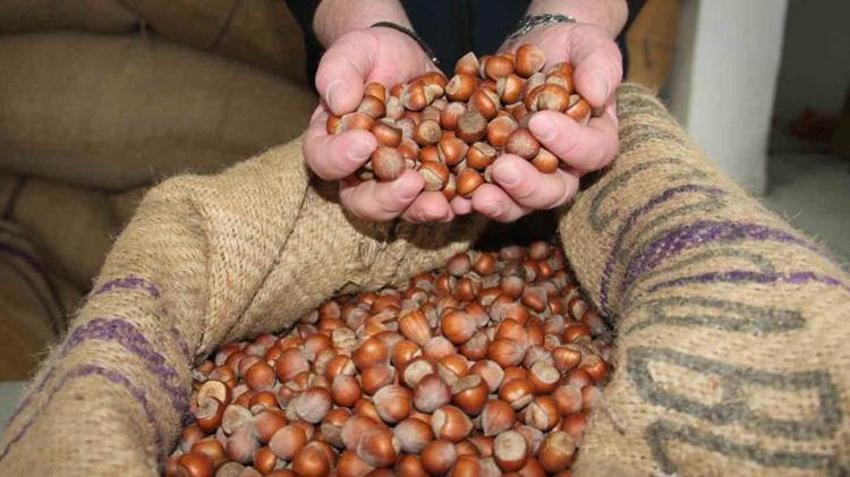 Üreticinin gözü kulağı buradaydı! Fındıkta beklenmedik tablo