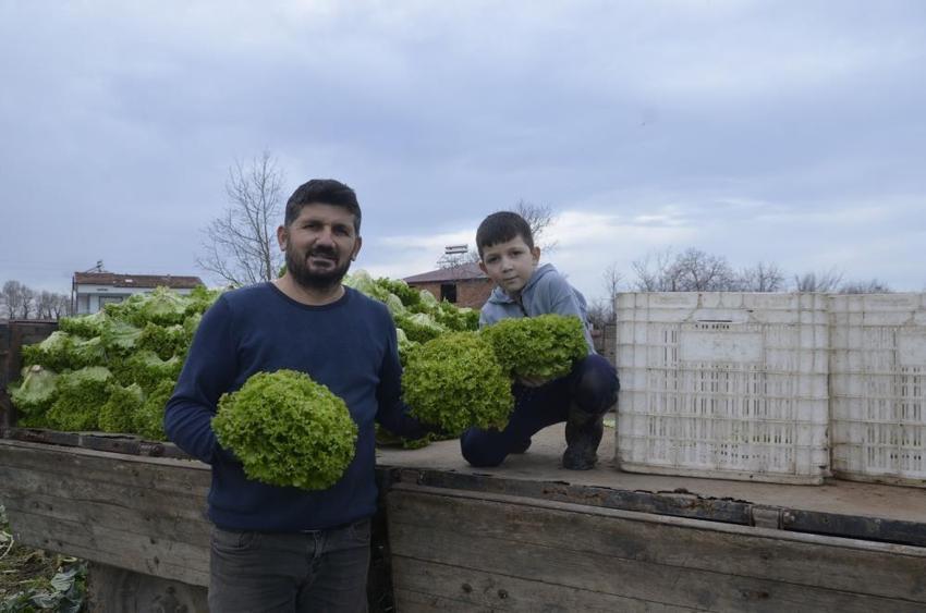 Tarlada 10 TL, manavda 40 TL! Bafra marulundaki 'uçurum' krizi üreticiyi isyan ettirdi