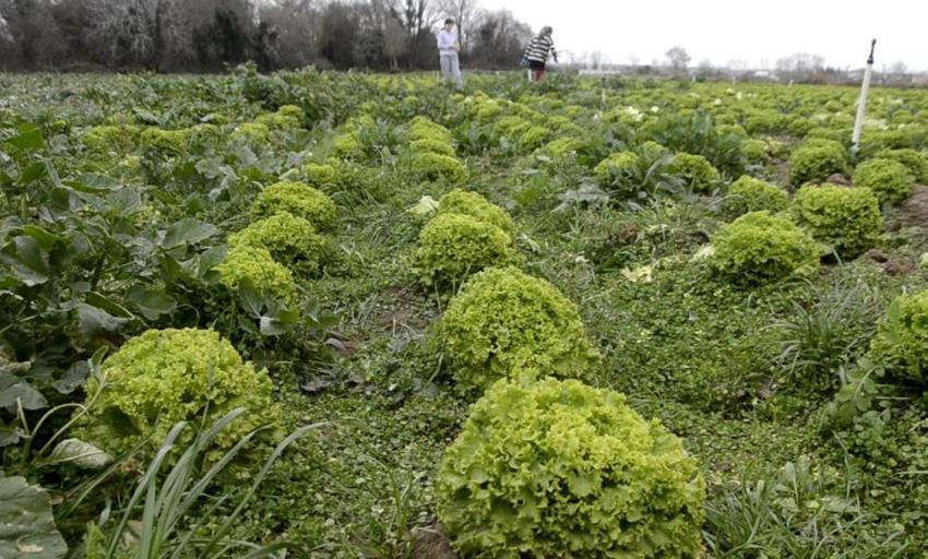 Tarlada 10 TL, manavda 40 TL! Bafra marulundaki 'uçurum' krizi üreticiyi isyan ettirdi