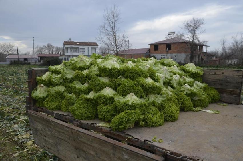 Tarlada 10 TL, manavda 40 TL! Bafra marulundaki 'uçurum' krizi üreticiyi isyan ettirdi