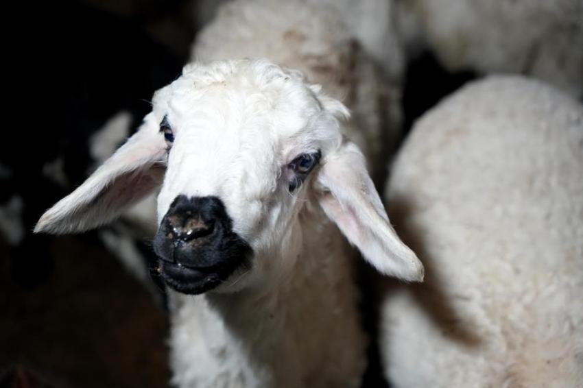Erzincan’da yılın ilk kuzuları dünyaya geldi: Her birine bebek gibi bakıyorlar! Gece gündüz nöbetteler