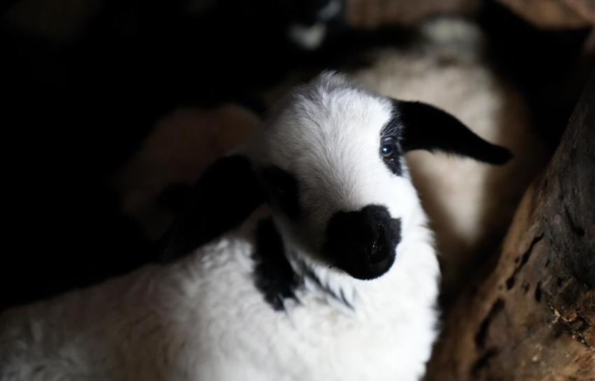 Erzincan’da yılın ilk kuzuları dünyaya geldi: Her birine bebek gibi bakıyorlar! Gece gündüz nöbetteler