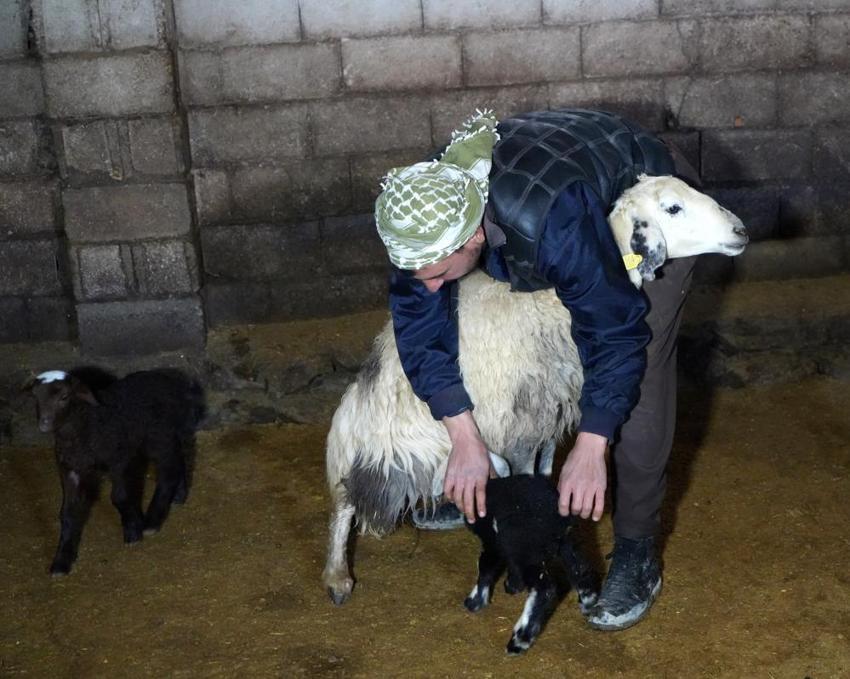 Erzincan’da yılın ilk kuzuları dünyaya geldi: Her birine bebek gibi bakıyorlar! Gece gündüz nöbetteler