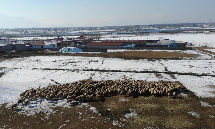 Erzincan’da yılın ilk kuzuları dünyaya geldi: Her birine bebek gibi bakıyorlar! Gece gündüz nöbetteler