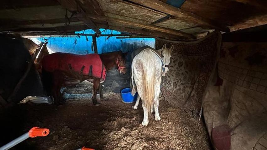 Sakarya'yı ayağa kaldıran olay! Çevreye at kemiği atınca tespit edildiler: Kesim için bekletilen atlar bulundu