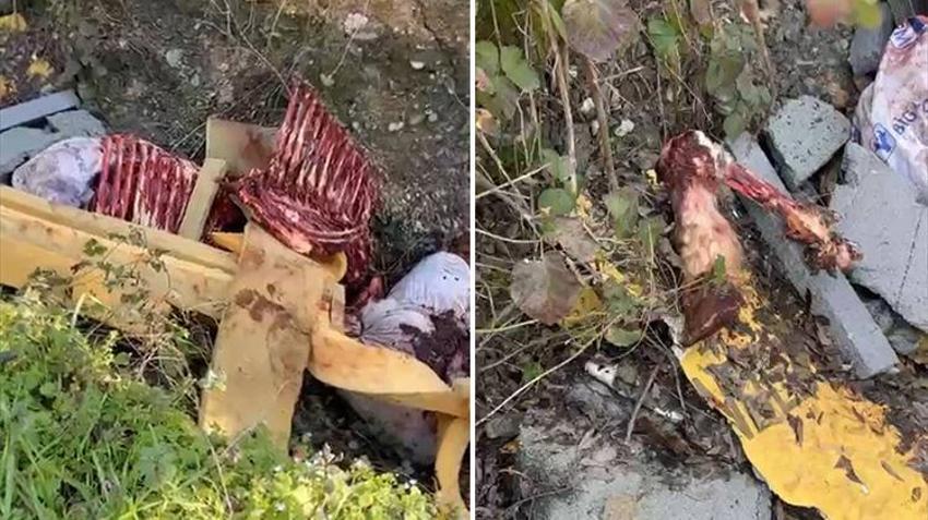 Sakarya'yı ayağa kaldıran olay! Çevreye at kemiği atınca tespit edildiler: Kesim için bekletilen atlar bulundu