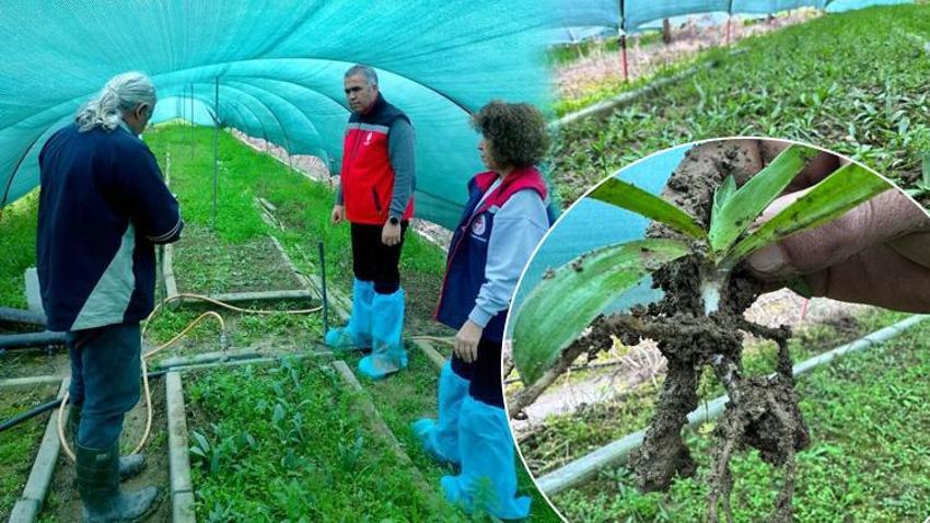Doğada toplaması yasak, bahçesinde servet değerinde: Kilosu altınla yarışıyor! Aydın'da üreticiler tarlalarına ekmeye başladı