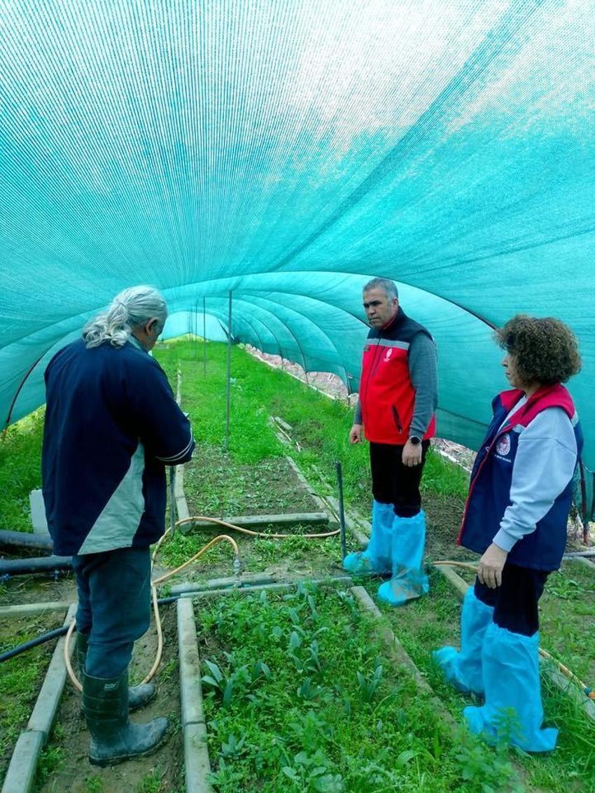 Doğada toplaması yasak, bahçesinde servet değerinde: Kilosu altınla yarışıyor! Aydın'da üreticiler tarlalarına ekmeye başladı