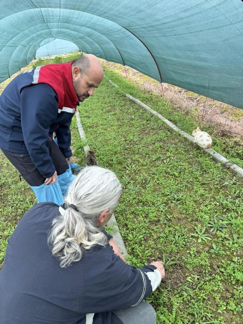 Doğada toplaması yasak, bahçesinde servet değerinde: Kilosu altınla yarışıyor! Aydın'da üreticiler tarlalarına ekmeye başladı