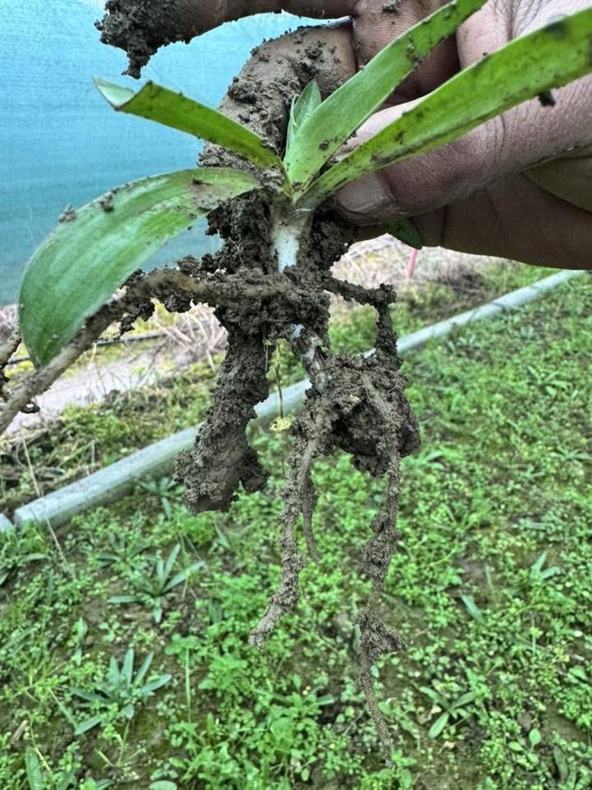Doğada toplaması yasak, bahçesinde servet değerinde: Kilosu altınla yarışıyor! Aydın'da üreticiler tarlalarına ekmeye başladı