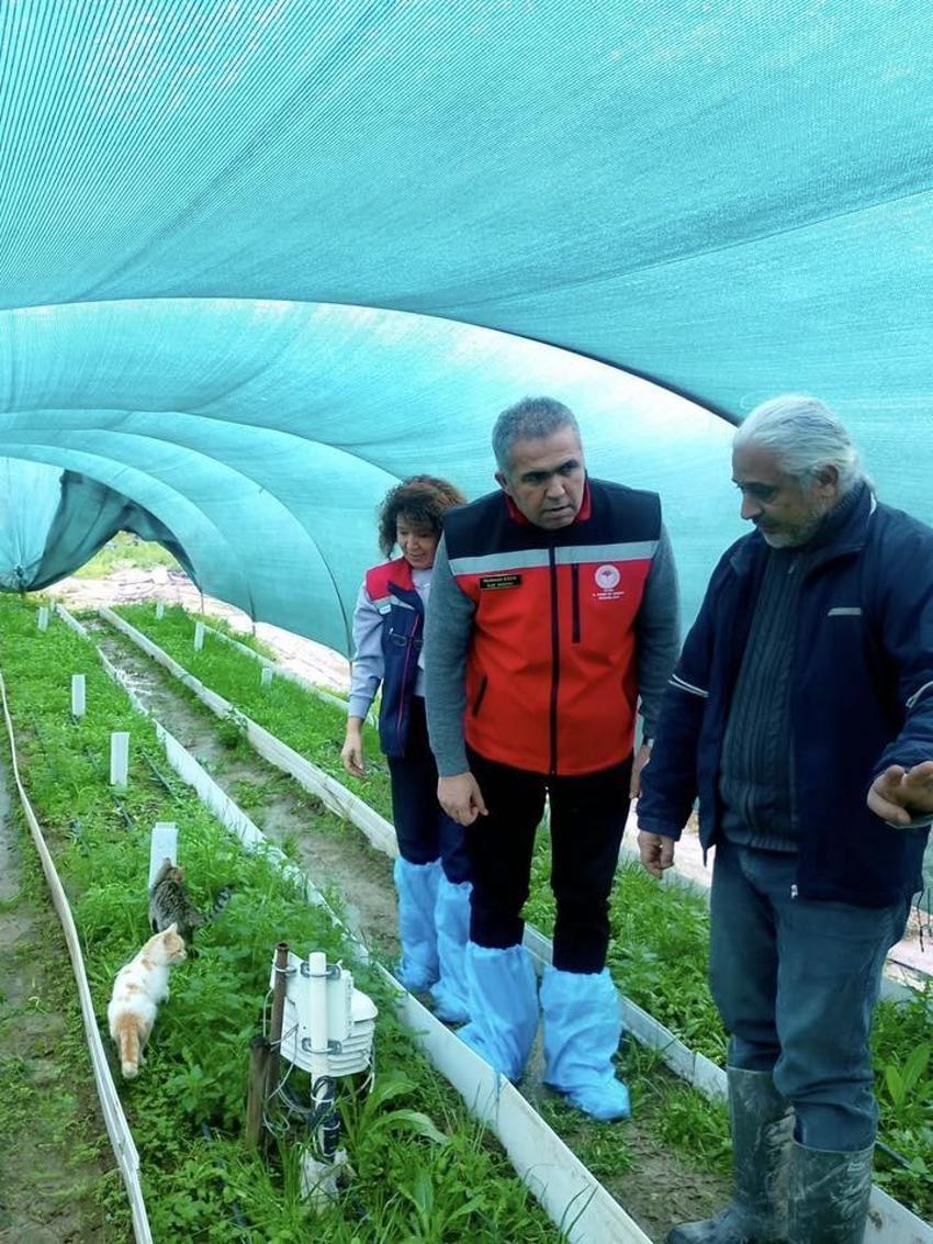 Doğada toplaması yasak, bahçesinde servet değerinde: Kilosu altınla yarışıyor! Aydın'da üreticiler tarlalarına ekmeye başladı