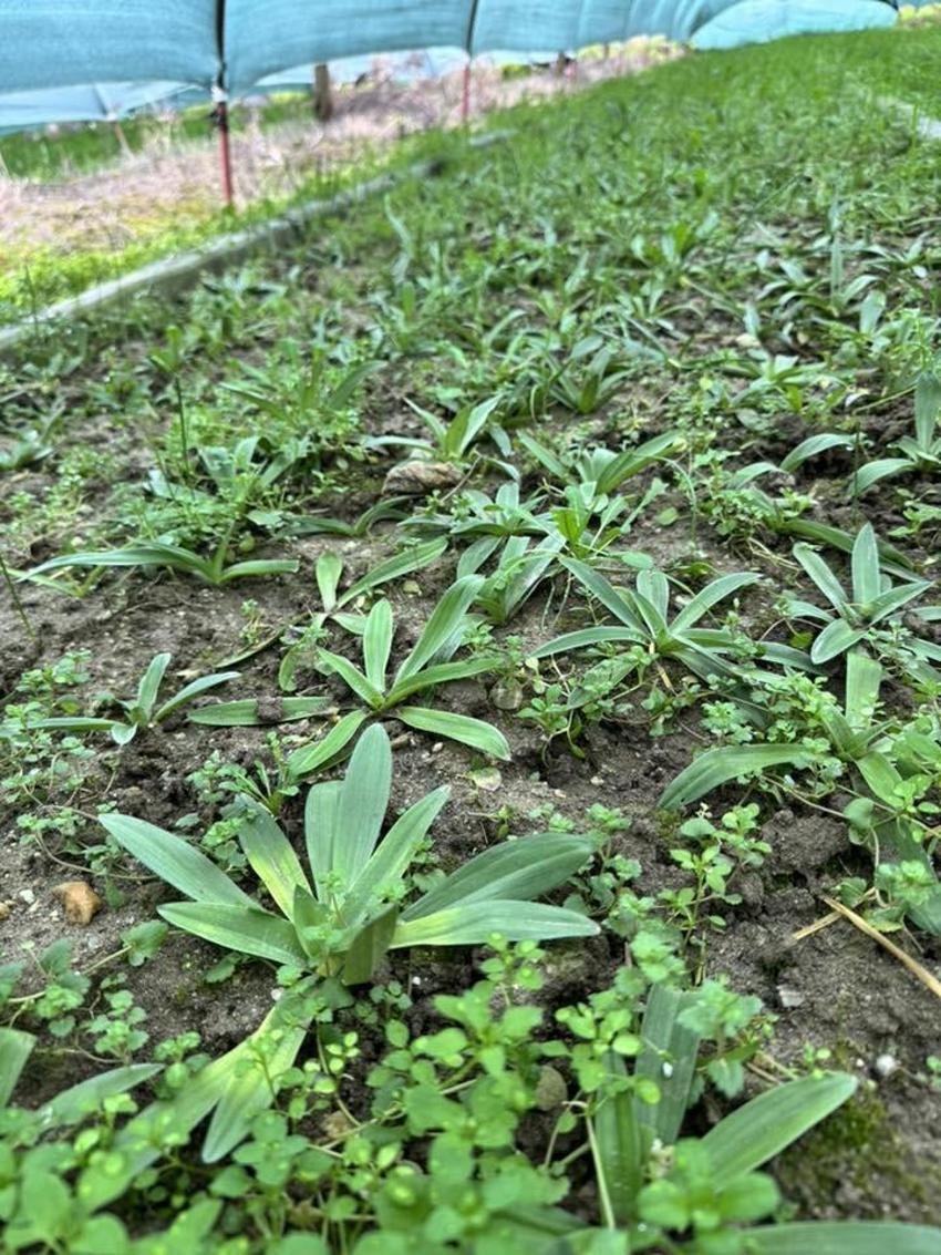 Doğada toplaması yasak, bahçesinde servet değerinde: Kilosu altınla yarışıyor! Aydın'da üreticiler tarlalarına ekmeye başladı