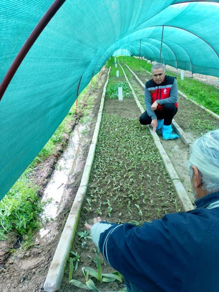 Doğada toplaması yasak, bahçesinde servet değerinde: Kilosu altınla yarışıyor! Aydın'da üreticiler tarlalarına ekmeye başladı