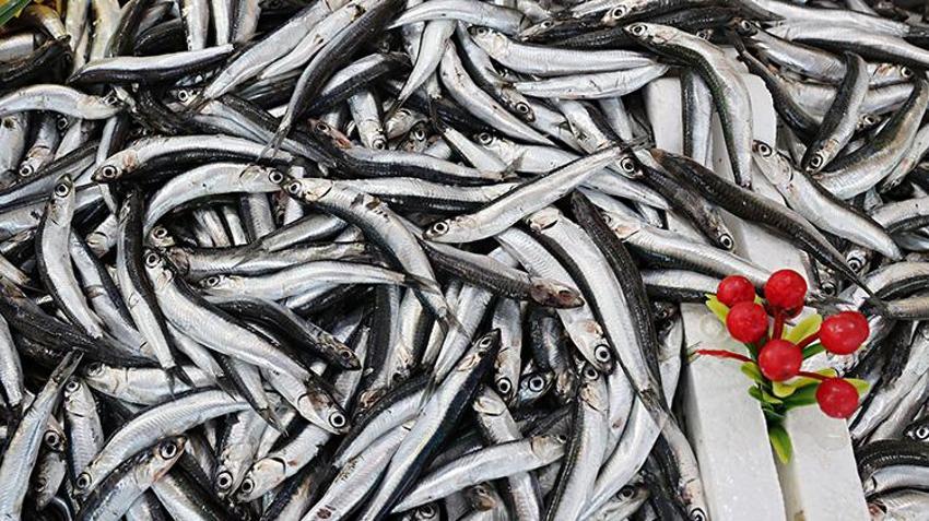 Karadeniz’de fırtına dinince balıkçıların yüzü güldü: Fiyatlar düştü, tezgahlar şenlendi: 200 TL'den kapış kapış gidiyor
