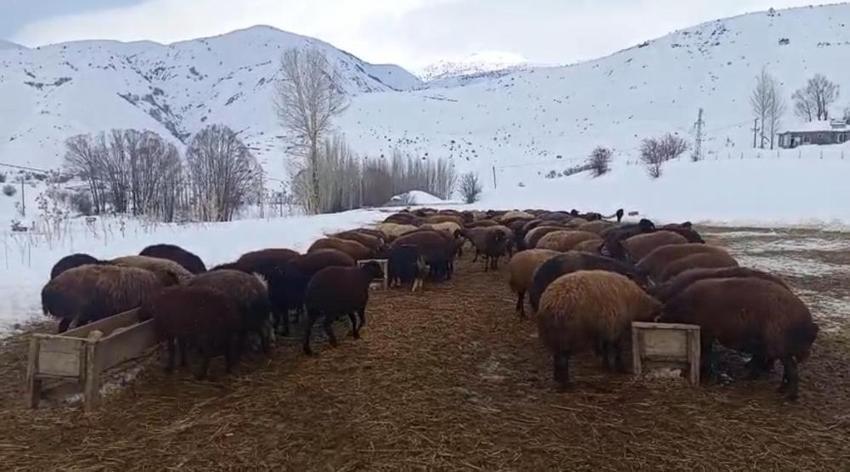 Besicilerin dondurucu soğukta zorlu kış mesaisi