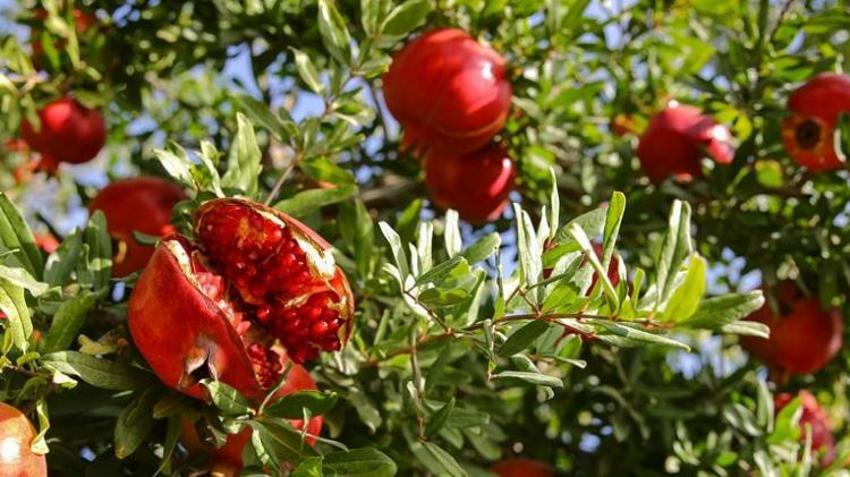 Dünya Türkiye'den alıyor! 2025'te yüzler güldü: 62 ülkeye rekor satış