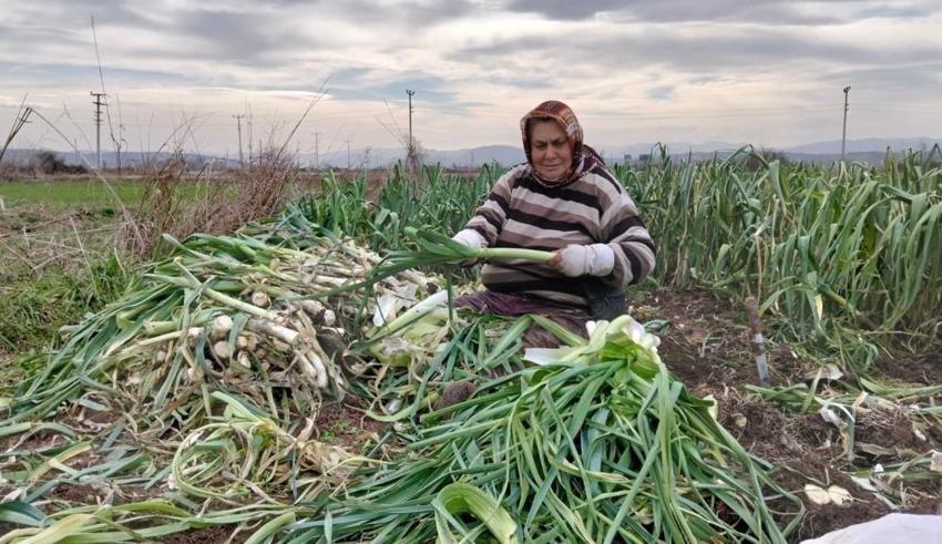 Şubat geldi fiyatı 10 liraya düştü: Samsun'da yüksek hasat yeni pazar yarattı