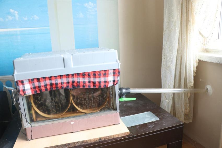 Bu arılar doğada değil Kayseri'de bir apartmanın 15. katında yaşıyor! Elektrik ustası kurduğu sensörlü sistemle arılarını böyle besliyor
