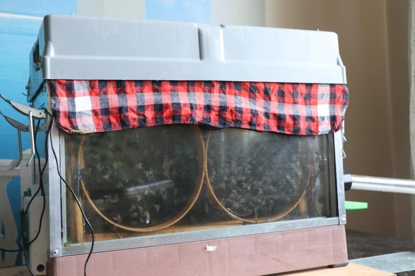 Bu arılar doğada değil Kayseri'de bir apartmanın 15. katında yaşıyor! Elektrik ustası kurduğu sensörlü sistemle arılarını böyle besliyor