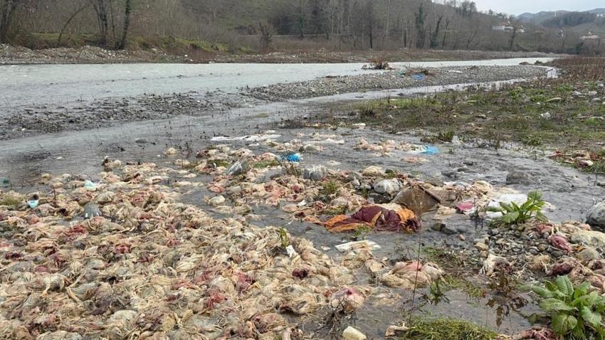 Zonguldak'ta onlarcası ölü bulundu: Çay yatağındaki katliam!