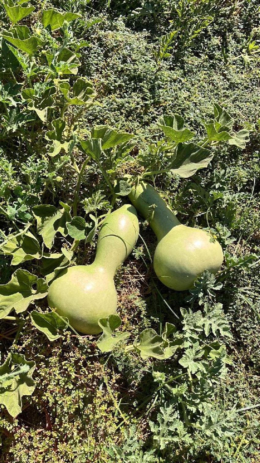 Ata Tohumları Balıkesir çiftçisinin envanterini güçlendiriyor